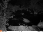 Nuevas imágenes de nutrias demuestran su presencia asidua en el tramo alto del Paisaje Protegido del Mijares