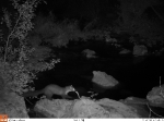 Nuevas imágenes de nutrias demuestran su presencia asidua en el tramo alto del Paisaje Protegido del Mijares