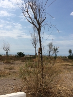El PP de Burriana solicita al PSPV que además de plantar árboles se acuerde de regarlos