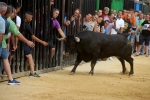 Nules enceta les exhibicions taurines de les festes de Sant Bartomeu