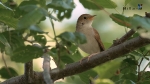 Augmenta el turisme ornitològic al Paisatge Protegit de la Desembocadura del riu Millars