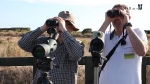 Augmenta el turisme ornitològic al Paisatge Protegit de la Desembocadura del riu Millars