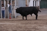 La penya taurina 'Aficionades la bou' patrocina el bou del dimarts de festes