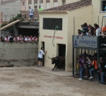 Almenara reprèn les exhibicions taurines amb tres nous bous