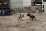 Almenara reprèn les exhibicions taurines amb tres nous bous