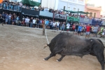 Els bous de les penyes protagonistes en les festes d'Almenara