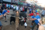 Els bous de les penyes protagonistes en les festes d'Almenara