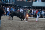 Els bous de les penyes protagonistes en les festes d'Almenara