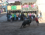 Els bous de les penyes protagonistes en les festes d'Almenara