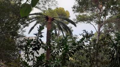 El picudo rojo est acabando con las palmeras canarias del Paisaje Protegido de la Desembocadura del ro Mijares