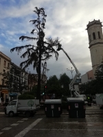 La nueva imagen del centro de Burriana, después de que el equipo de Safont haya talado el cedro