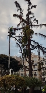 La nueva imagen del centro de Burriana, después de que el equipo de Safont haya talado el cedro