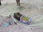Almenara recol·lecta les olives de les oliveres dels parcs per a elaborar oli