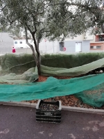 Almenara recol·lecta les olives de les oliveres dels parcs per a elaborar oli