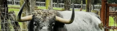 Un bou 'estrela' per rendir homenatge als aficionats al 'bou al carrer'