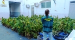 La Guardia Civil detiene a tres personas por cultivar 500 plantas de marihuana en una nave de Burriana