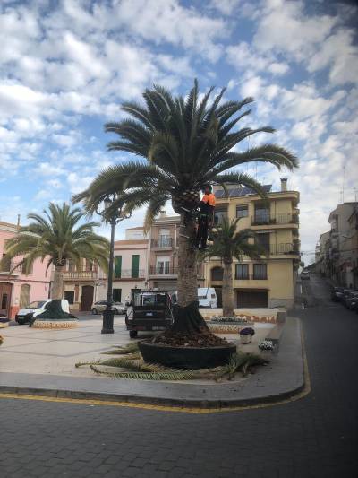 Poda de les palmeres de la plaa Espanya a La Llosa