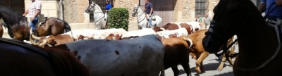 La Entrada Campera da el pistoletazo de salida a los actos taurinos de las fiestas de les Coves de Vinromà