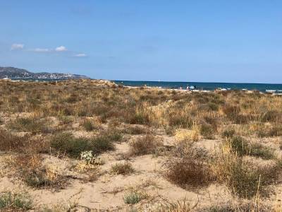 La playa del Serradal obtiene la declaracin de microrreserva para proteger el nico sistema dunar de Castell