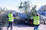 El servicio de recogida de poda supera las 18 toneladas en Almassora
