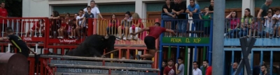 Les vaques de Miguel Parejo, a Festa La Vila 2019