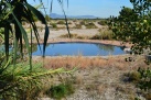 La nueva laguna del Paisaje Protegido de la Desembocadura del ro Mijares contina su proceso de naturalizacin