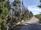 Pequeo incendio amenaza Paisaje Protegido de la Desembocadura del ro Mijares