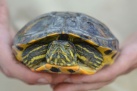 Interrompuda la campanya de seguiment i control de tortugues en la Desembocadura del riu Millars
