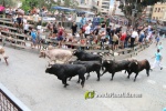 Burriana arranca las exhibiciones taurinas con el encierro de Madroiz, rpido y limpio