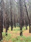 El Ayuntamiento de Trig contrata peones forestales para prevenir incendios