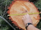 Acci Ecologista-Agr denuncia els greus incompliments en boscots d'utilitat pblica a nguera