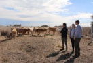 L'Ajuntament de Torreblanca recupera la ramaderia extensiva al Prat desprs de dues dcades d'abandonament