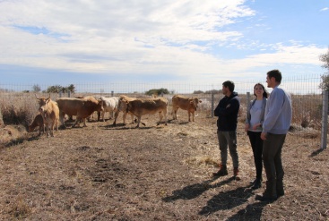 L'Ajuntament de Torreblanca recupera la ramaderia extensiva al Prat desprs de dues dcades d'aband