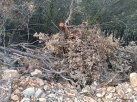 El PSPV Morella demana la retirada urgent de restes de vegetaci del Fons Forestal