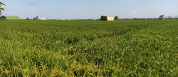 AVA-ASAJA denuncia la denegacin de un herbicida en Espaa autorizado en Italia y Portugal