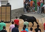 Las Fiestas en honor a la Mare de Deu del Roser exhibe tres astados para los mayores y un encierro para los más pequeños.