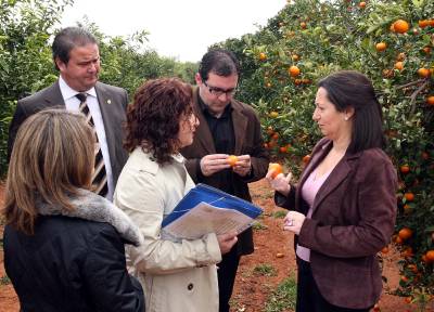 Nuevas variedades de c�tricos permitir�n recolectar naranja en el mes de abril