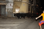 encierro de toros embolados