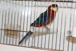 Más de 3.000 pájaros en el Concurso Internacional de Ornitología de la Vall