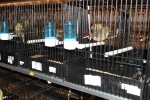 Más de 3.000 pájaros en el Concurso Internacional de Ornitología de la Vall