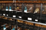 Más de 3.000 pájaros en el Concurso Internacional de Ornitología de la Vall
