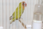 Más de 3.000 pájaros en el Concurso Internacional de Ornitología de la Vall