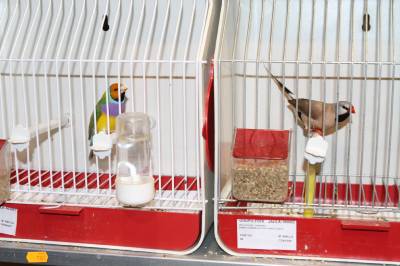 Más de 3.000 pájaros en el Concurso Internacional de Ornitología de la Vall