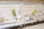 Más de 3.000 pájaros en el Concurso Internacional de Ornitología de la Vall