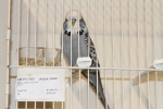 Más de 3.000 pájaros en el Concurso Internacional de Ornitología de la Vall