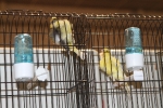 Más de 3.000 pájaros en el Concurso Internacional de Ornitología de la Vall