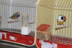 Más de 3.000 pájaros en el Concurso Internacional de Ornitología de la Vall