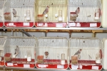 Más de 3.000 pájaros en el Concurso Internacional de Ornitología de la Vall