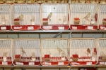 Más de 3.000 pájaros en el Concurso Internacional de Ornitología de la Vall