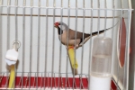 Más de 3.000 pájaros en el Concurso Internacional de Ornitología de la Vall